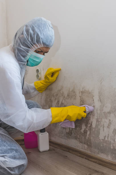 Best Comprehensive Air Testing for Mold Contaminants  in Strongsville, OH